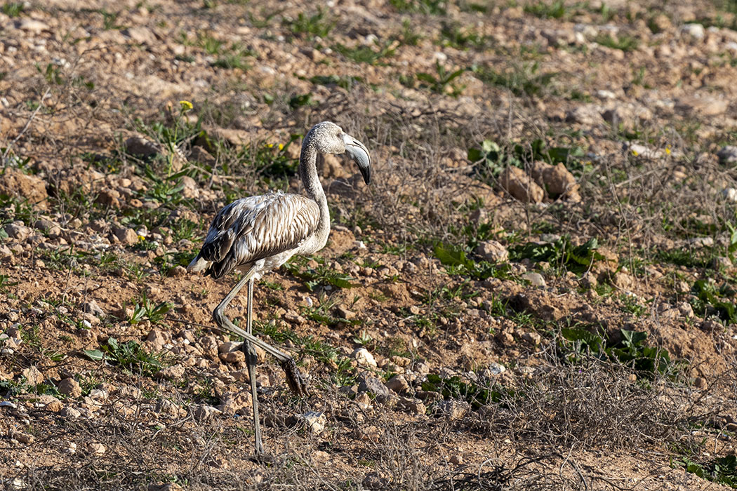 Greater Flamingo